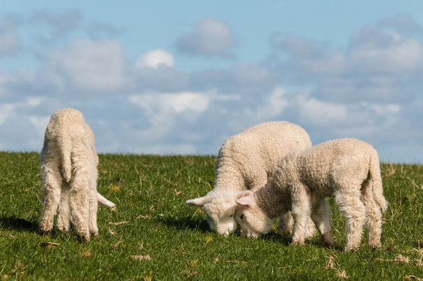 Tři malé ovečky pastva - Fotografie, Obrázek