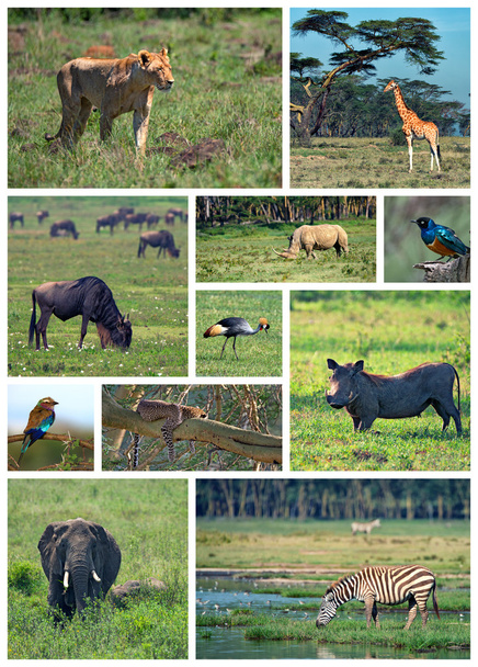 safari africano - Foto, immagini