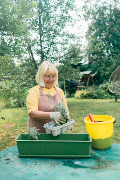 園芸の概念。幸せな60年代の女性の手は屋外のプラスチック製の長い鍋にラベンダー植物を移植する。高品質の写真 - 写真・画像