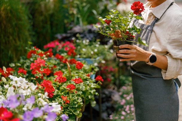 Woman professional gardener take care of houseplants in floral store. High quality photo - Zdjęcie, obraz