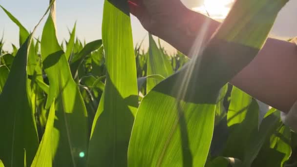 Detailní polaskání listů rostlin mladou dospělou ženou farmářkou, stojí v kukuřičném poli uprostřed ohromujícího teplého letního západu slunce. Zlaté hodinové paprsky osvětlují kukuřičné listy. Sluneční paprsky rozptýlené mraky. Snímek Dolly Zoom - Záběry, video