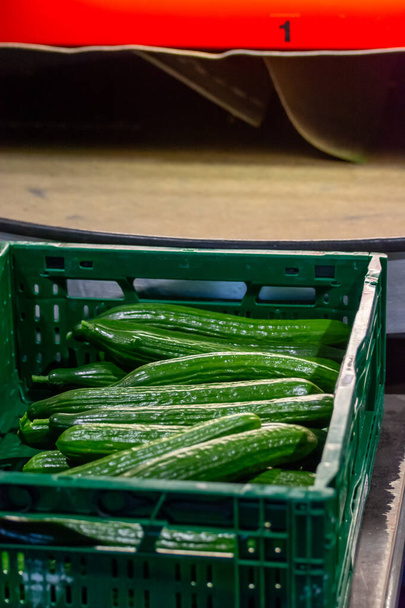 Manipulace a balení čerstvě sklizené zelené okurky zeleniny v nizozemském skleníku, zemědělství v Nizozemsku - Fotografie, Obrázek