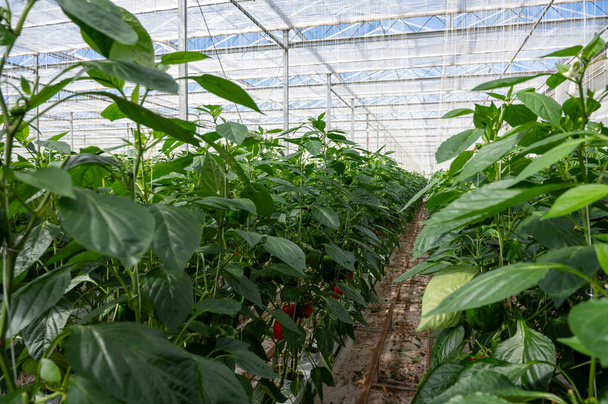 Big ripe sweet bell peppers, red paprika plants growing in glass greenhouse, bio farming in the Netherlands - Photo, Image