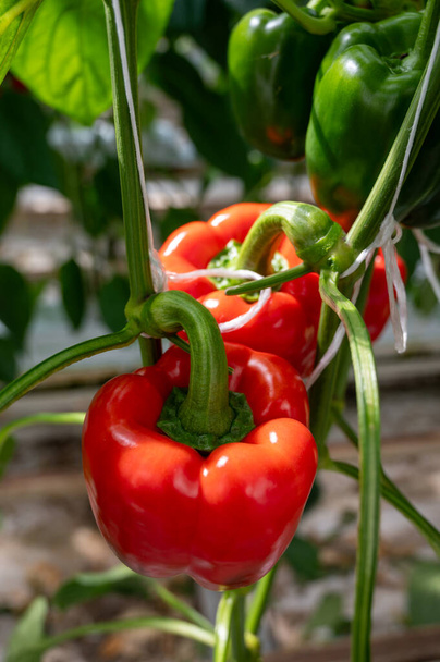 Big ripe sweet bell peppers, red paprika plants growing in glass greenhouse, bio farming in the Netherlands - Photo, Image