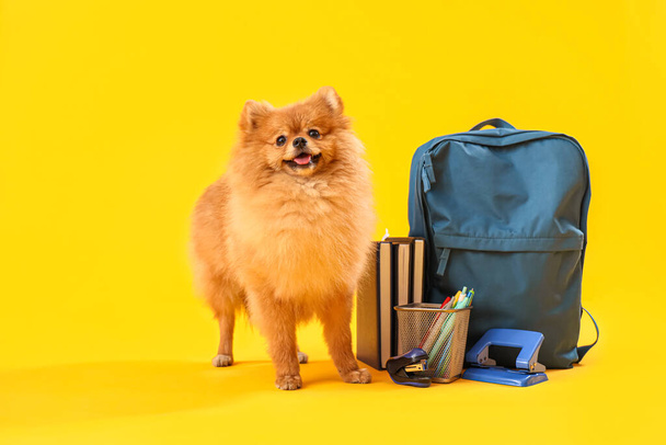 Niedlicher Pommerscher Hund mit Schulmaterial auf gelbem Hintergrund - Foto, Bild
