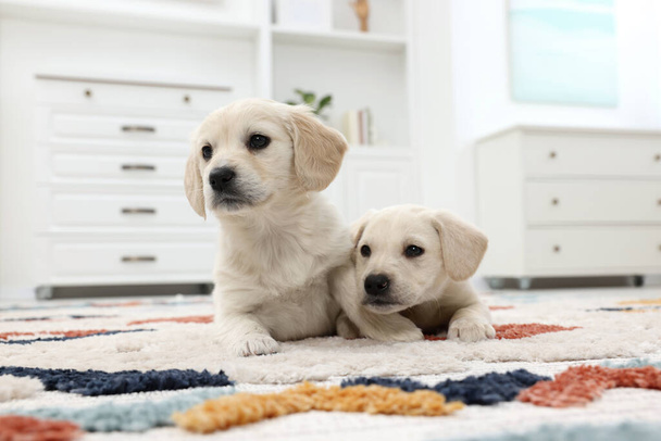 Cute little puppies lying on carpet at home - Fotó, kép