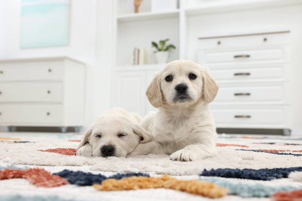 Cute little puppies lying on carpet at home - Foto, Imagen