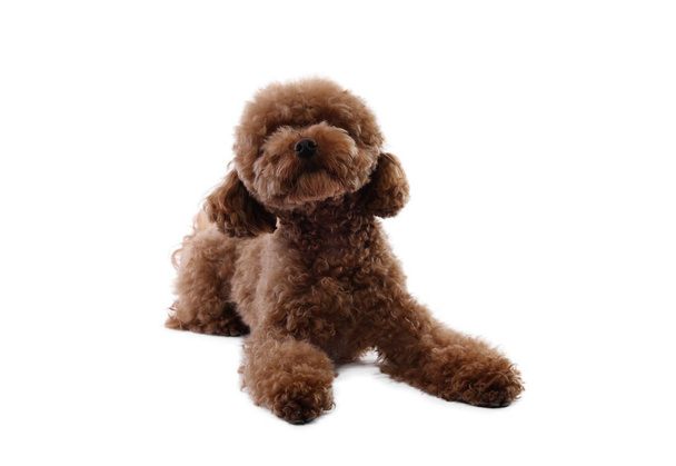 Cute Maltipoo dog on white background. Lovely pet - Foto, immagini