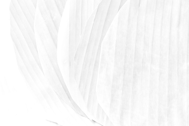 Bananenblatt Textur weicher Ton weiße Farbe - Foto, Bild