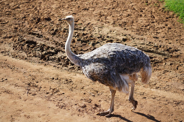 African ostrich in the safari zoo. High quality photo - Photo, Image
