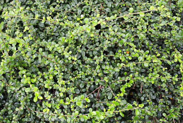 Green trees background - Photo, Image