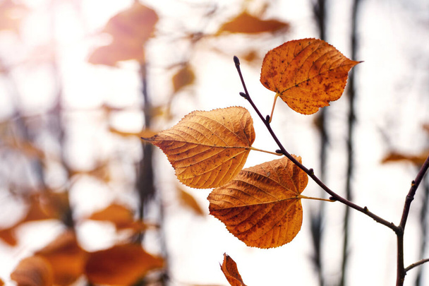 Гілка дерева з сухим коричневим листям на світлому фоні - Фото, зображення