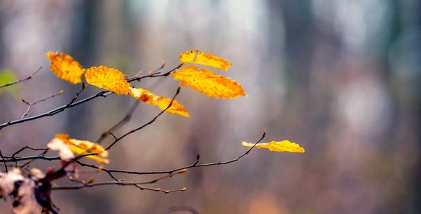 Žluté podzimní listí v lese na větvi stromu na rozmazaném pozadí. Podzimní les - Fotografie, Obrázek