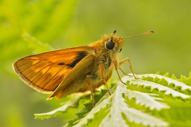 ヨーロッパの大規模なスキッパー蝶の自然閉鎖、オクロデスシルバヌスは、フィールド内の緑の葉の上に座って - 写真・画像