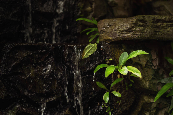 Plantas que crecen en rocas, cascadas y tienen alta humedad. - Foto, imagen