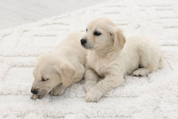 Cute little puppies lying on white carpet - Фото, изображение