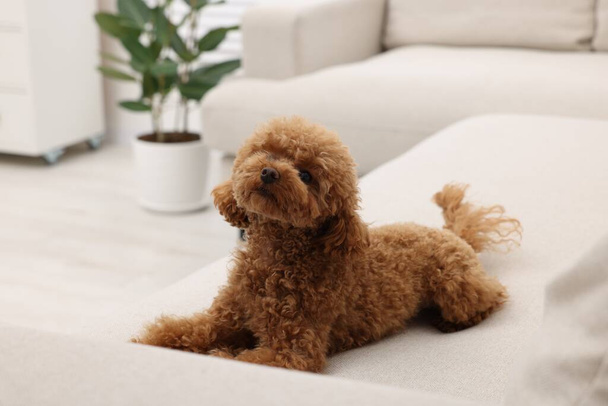 Cute Maltipoo dog resting on comfortable sofa at home. Lovely pet - Фото, изображение