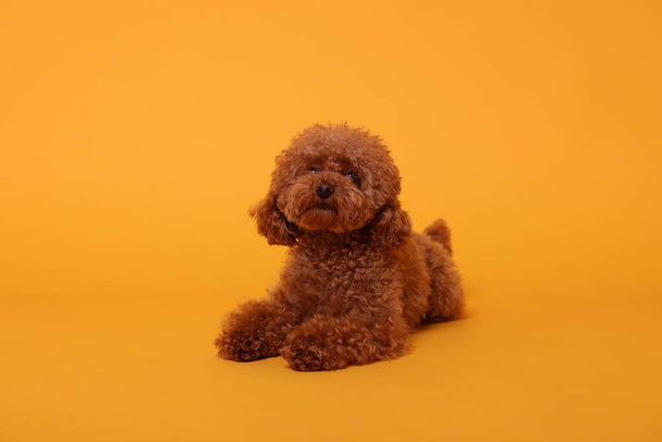 Cute Maltipoo dog on orange background. Lovely pet - 写真・画像