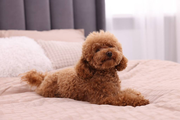 Cute Maltipoo dog on soft bed at home. Lovely pet - Foto, Imagen