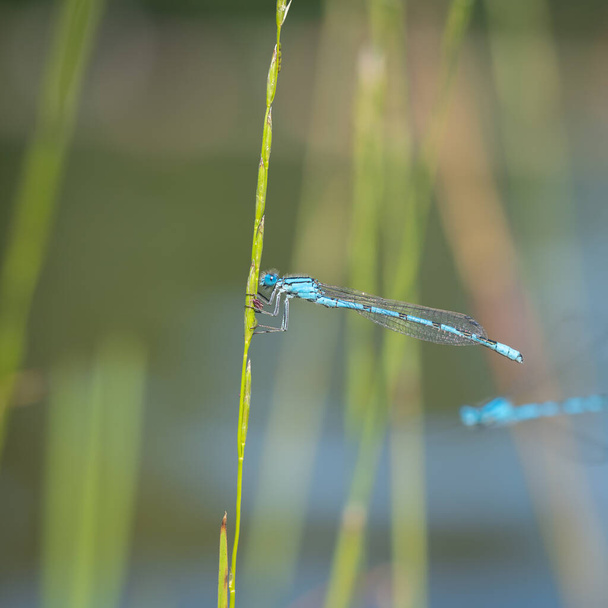 close-up macro shot of a blue dragonfly on a blade of grass. European flying insects - Photo, Image