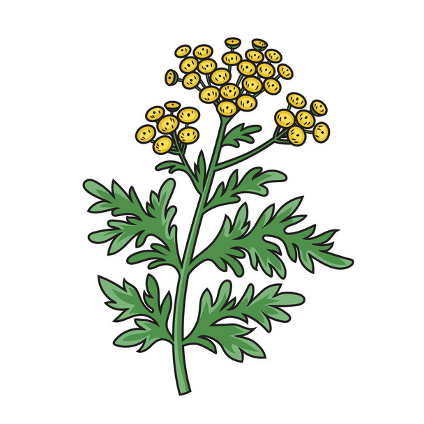 Artemisia sagebrush absinthe tarragon santonica medicinal plant diagram schematic vector illustration. Medical science educational illustration - Vector, imagen