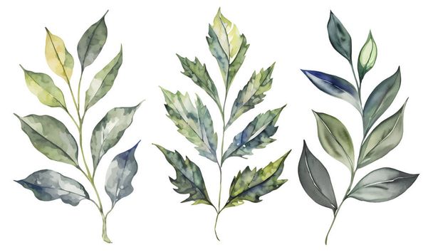 Ensemble de feuilles vert aquarelle botanique, arbre ramifié clipart isolé détaillé dessiné à la main alors que l'arrière-plan. Illustration vectorielle - Vecteur, image