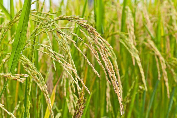 Падди рис в поле, Таиланд
 - Фото, изображение