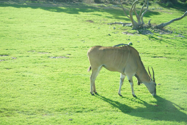Prachtige Giant Eland antilopen. Hoge kwaliteit foto - Foto, afbeelding