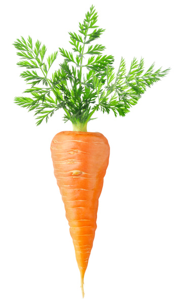 морковь - Фото, изображение