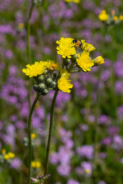 Bright yellow Pilosella caespitosa or Meadow Hawkweed flower, close up. Hieracium pratense Tausch or Yellow King Devil is tall, flowering, wild plant, growing in the abandoned grasslands or roadsides. - Photo, Image