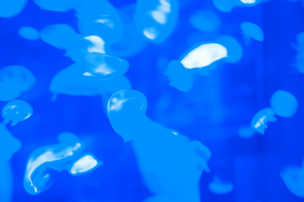 faune aquatique gelée de mer. animal marin dans les fonds marins profondément sous-marins. gelée de poisson a tentacule. Méduse fluorescente brillante en couleur néon. méduses dans l'océan. aquarium aux méduses. merveilles sous-marines. - Photo, image