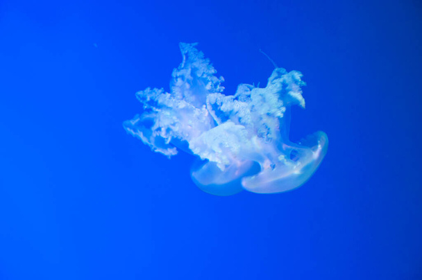 jelly fish has tentacle. fluorescent glowing medusa in neon color. jellyfish in ocean. aquarium with jellyfish. underwater animal life. aquatic sea jelly wildlife. beauty at the aquarium. - Photo, Image