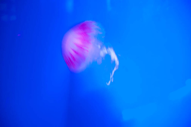 medusas en el océano. acuario con medusas. vida animal bajo el agua. jalea marina acuática vida silvestre. animal marino en fondos marinos profundos submarinos. La mermelada tiene tentáculos. ambiente sereno. - Foto, imagen