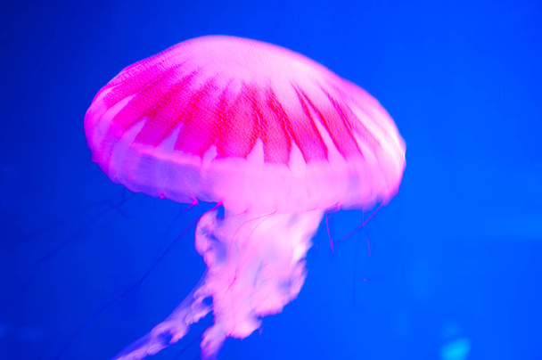 jalea marina acuática vida silvestre. animal marino en fondos marinos profundos submarinos. La mermelada tiene tentáculos. Medusa fluorescente brillante en color neón. medusas en el océano. acuario con medusas. brillo natural. - Foto, imagen