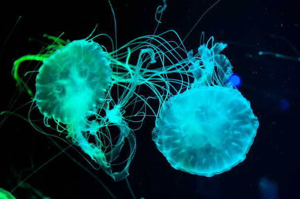 onderwater dierlijk leven. aquatische zeegelei in het wild. zeedieren in zeebodem diep onder zee. gelei vis heeft tentakel. fluorescerende gloeiende medusa in neonkleur. kwallen in de oceaan. onderwaterrijk. - Foto, afbeelding