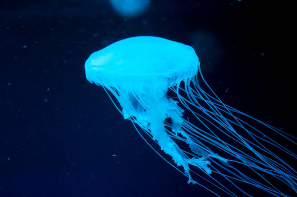 aquatic sea jelly wildlife. marine animal in seabed deep undersea. jelly fish has tentacle. fluorescent medusa in neon color. jellyfish in ocean. aquarium with jellyfish. Captivating jellyfish. - Foto, afbeelding