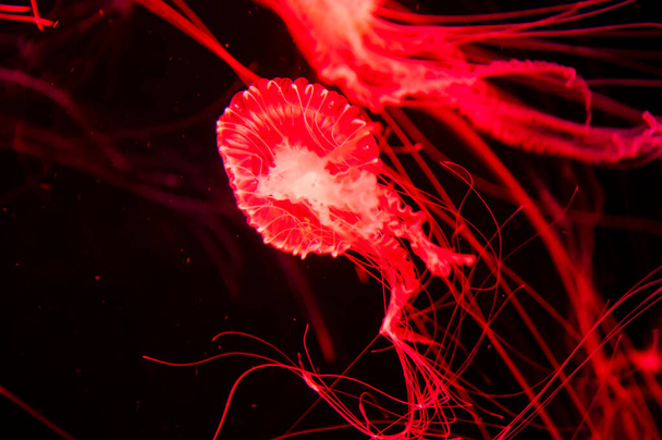 vida animal subaquática. geleia marinha aquática vida selvagem. animal marinho no fundo do mar no fundo do mar. O peixe-geleia tem tentáculo. Medusa fluorescente na cor néon. medusas no oceano. Exposição encantadora de medusas. - Foto, Imagem