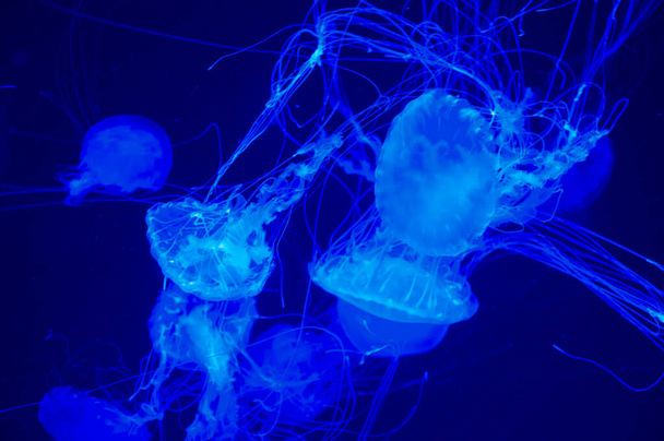 jellyfish in ocean. aquarium with jellyfish. underwater animal life. aquatic sea jelly wildlife. marine animal in seabed deep undersea. jelly fish has tentacle. Jellyfish allure. - Photo, Image
