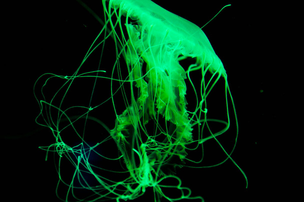 Neon renkli floresan parlayan Medusa. Okyanustaki denizanası. Denizanalı akvaryum. Su altı hayvan yaşamı. Deniz jölesi vahşi yaşam. Deniz tabanındaki deniz hayvanı derin sularda. Denizanası büyüsü. - Fotoğraf, Görsel