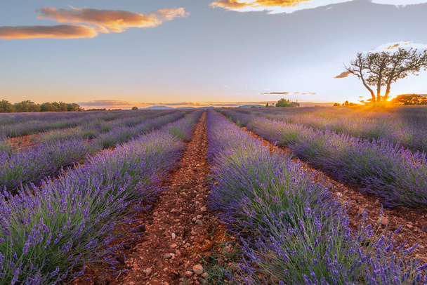 Champs de lavande en fleurs sur le plateau de Valensole au coucher du soleil, Provence, Sud de la France. - Photo, image