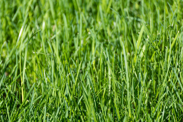 Green grass blades close-up details on blurred background. Natural fresh weed shining lawn background. Vibrant spring nature pattern - Zdjęcie, obraz