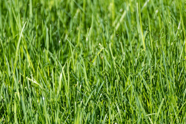 Green grass close-up background. Natural fresh weed shining lawn background. Vibrant spring nature pattern - Foto, immagini