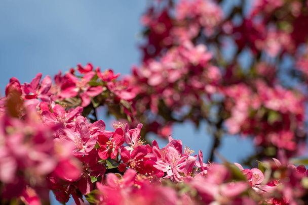 Pink apple tree blossom close-up, flowers on sunny branches. Spring pink flowers bloom in garden with blurred blue sky background - Foto, imagen