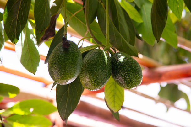 Плантація Авокадо з фруктами в Перу. - Фото, зображення
