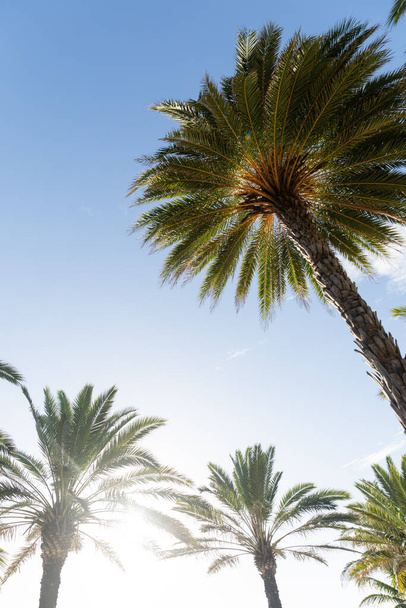 Le soleil brille à travers un grand palmier, projetant une lueur chaude sur le paysage environnant. - Photo, image
