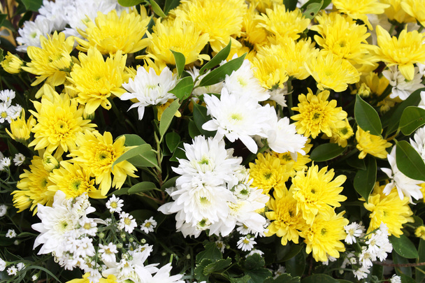 Belles fleurs jaunes et blanches
 - Photo, image