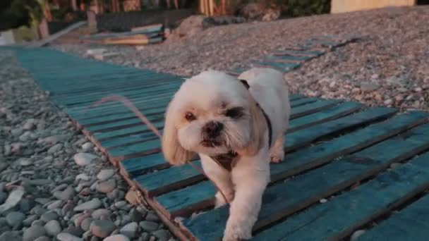 Shitzu perro pasea por la calle a lo largo de la playa de guijarros. Paseando al perro. Imágenes de alta calidad 4k - Metraje, vídeo