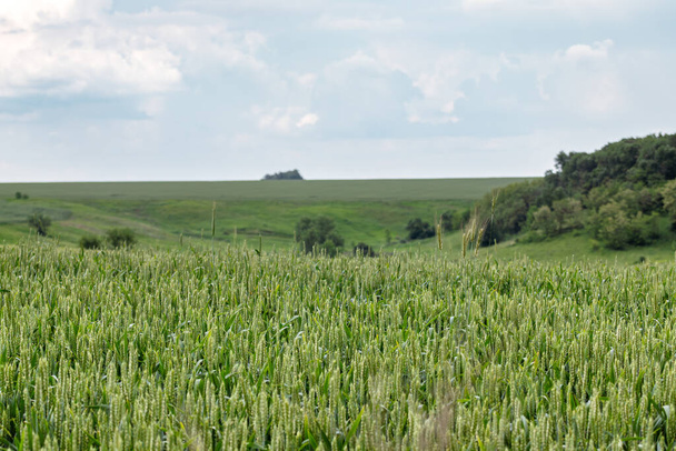 Paysage des champs de blé vert. Jeunes épis d'orge de printemps avec ciel nuageux brouillé et fond d'arbres. Agriculture en Ukraine - Photo, image