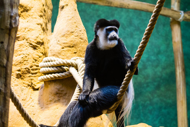 Black and white colobus monkey sitting on a rope in a zoo - Photo, Image