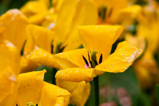Yellow tulips in the garden with raindrops on the petals - Photo, Image